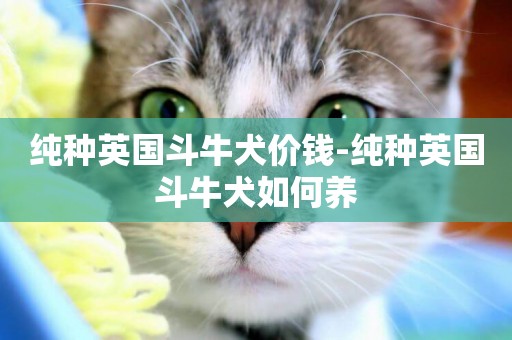 純種英國斗牛犬價錢-純種英國斗牛犬如何養