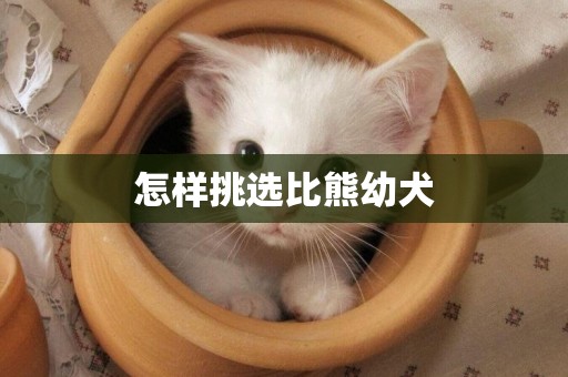 怎樣挑選比熊幼犬