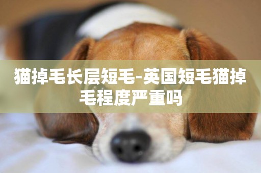 貓掉毛長層短毛-英國短毛貓掉毛程度嚴重嗎