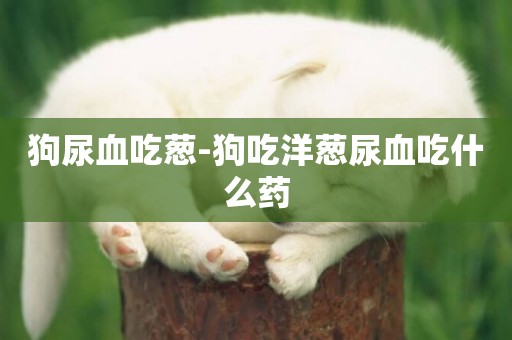 狗尿血吃蔥-狗吃洋蔥尿血吃什么藥