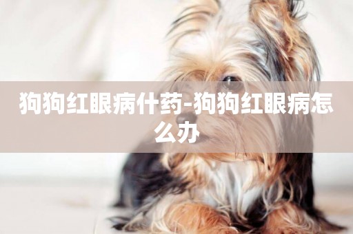 狗狗紅眼病什藥-狗狗紅眼病怎么辦