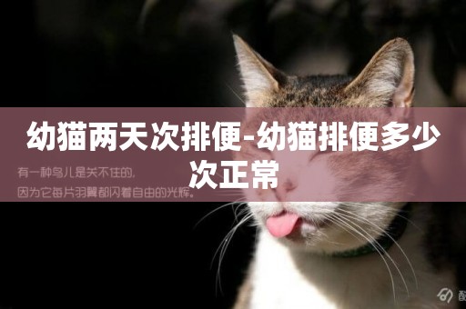 幼貓兩天次排便-幼貓排便多少次正常