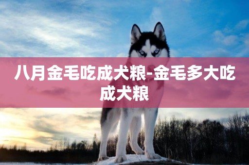 八月金毛吃成犬糧-金毛多大吃成犬糧