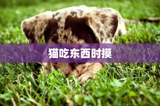 貓吃東西時摸