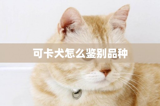 可卡犬怎么鑒別品種