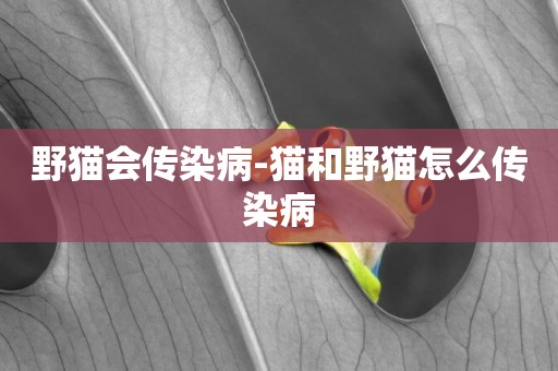 野貓會傳染病-貓和野貓怎么傳染病