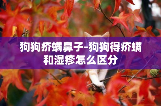 狗狗疥螨鼻子-狗狗得疥螨和濕疹怎么區分