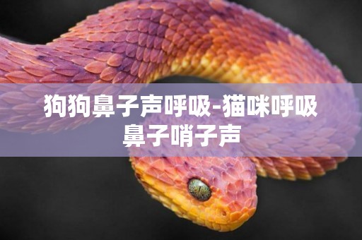 狗狗鼻子聲呼吸-貓咪呼吸鼻子哨子聲