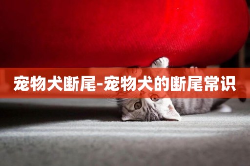 寵物犬斷尾-寵物犬的斷尾常識