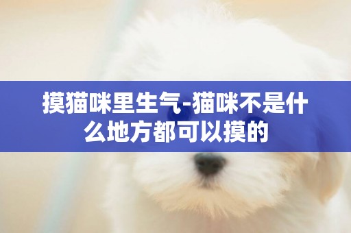 摸貓咪里生氣-貓咪不是什么地方都可以摸的