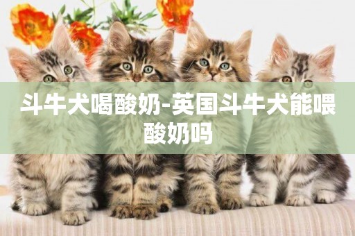 斗牛犬喝酸奶-英國斗牛犬能喂酸奶嗎