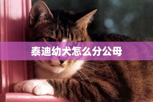 泰迪幼犬怎么分公母