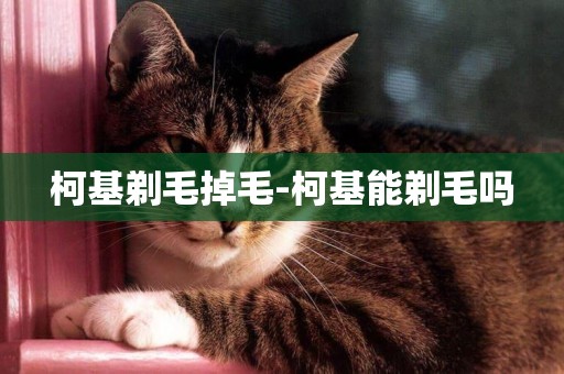 柯基剃毛掉毛-柯基能剃毛嗎