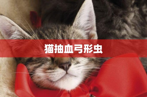 貓抽血弓形蟲