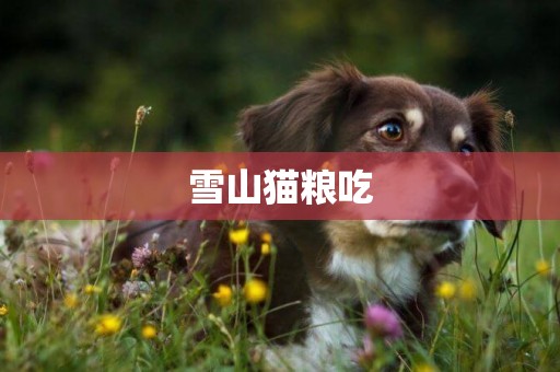 雪山貓糧吃