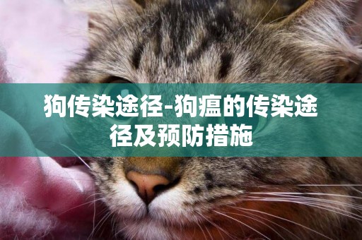 狗傳染途徑-狗瘟的傳染途徑及預防措施