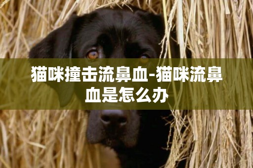 貓咪撞擊流鼻血-貓咪流鼻血是怎么辦