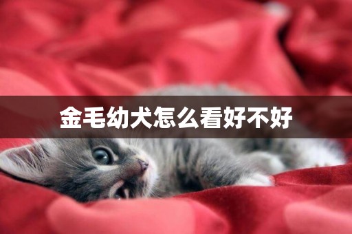 金毛幼犬怎么看好不好