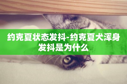 約克夏狀態發抖-約克夏犬渾身發抖是為什么