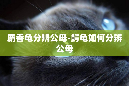 麝香龜分辨公母-鱷龜如何分辨公母