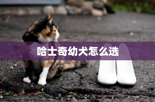 哈士奇幼犬怎么選