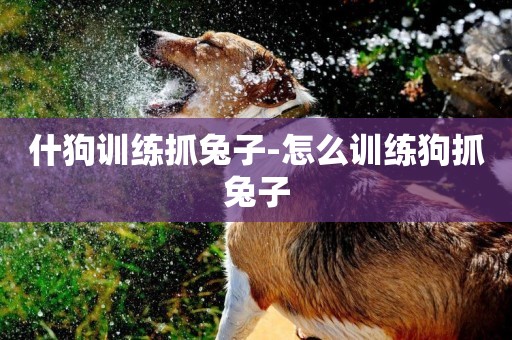什狗訓練抓兔子-怎么訓練狗抓兔子