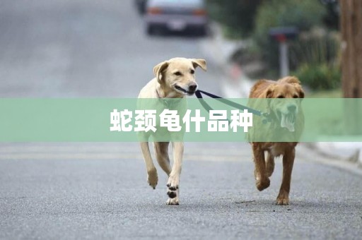 蛇頸龜什品種