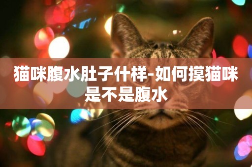 貓咪腹水肚子什樣-如何摸貓咪是不是腹水