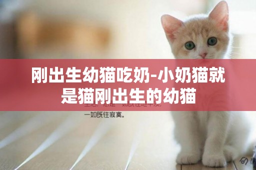 剛出生幼貓吃奶-小奶貓就是貓剛出生的幼貓