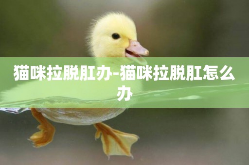 貓咪拉脫肛辦-貓咪拉脫肛怎么辦