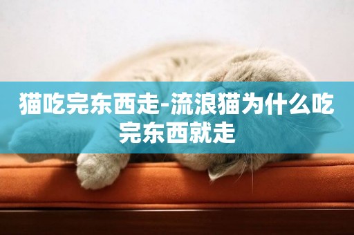 貓吃完東西走-流浪貓為什么吃完東西就走