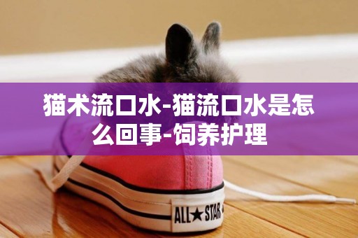 貓術流口水-貓流口水是怎么回事-飼養護理