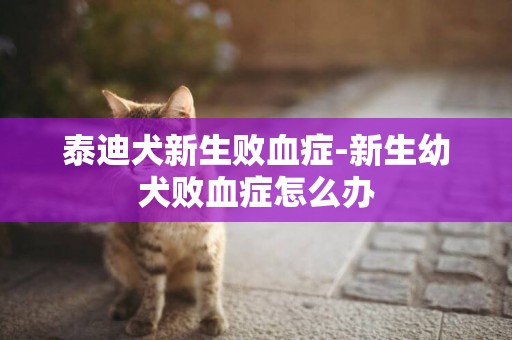 泰迪犬新生敗血癥-新生幼犬敗血癥怎么辦