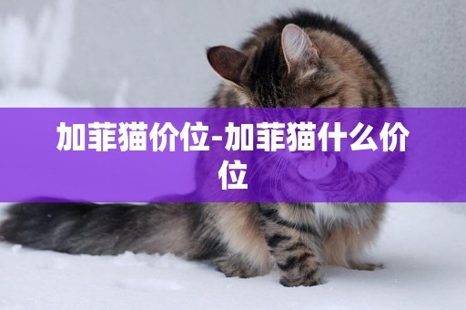 加菲貓價位-加菲貓什么價位