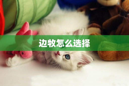 邊牧怎么選擇