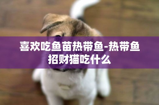 喜歡吃魚苗熱帶魚-熱帶魚招財貓吃什么