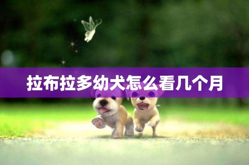 拉布拉多幼犬怎么看幾個月