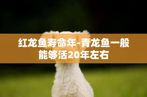 紅龍魚壽命年-青龍魚一般能夠活20年左右