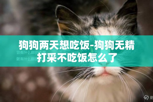 狗狗兩天想吃飯-狗狗無精打采不吃飯怎么了
