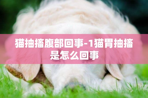 貓抽搐腹部回事-1貓胃抽搐是怎么回事