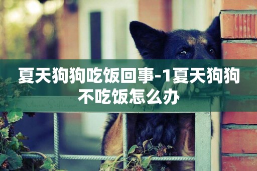 夏天狗狗吃飯回事-1夏天狗狗不吃飯怎么辦
