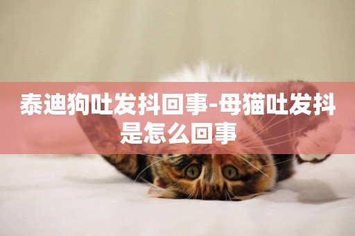 泰迪狗吐發抖回事-母貓吐發抖是怎么回事