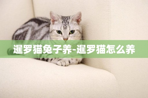 暹羅貓兔子養-暹羅貓怎么養