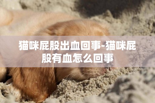 貓咪屁股出血回事-貓咪屁股有血怎么回事