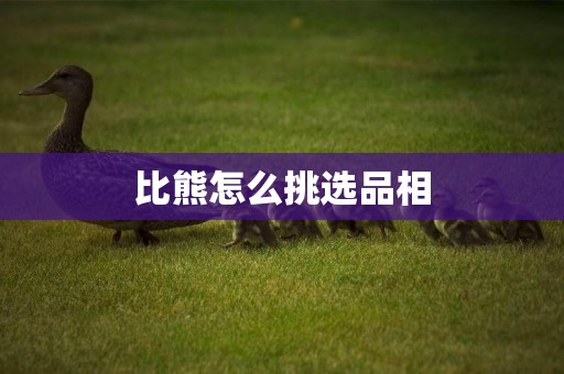 比熊怎么挑選品相