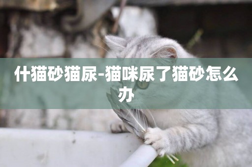 什貓砂貓尿-貓咪尿了貓砂怎么辦