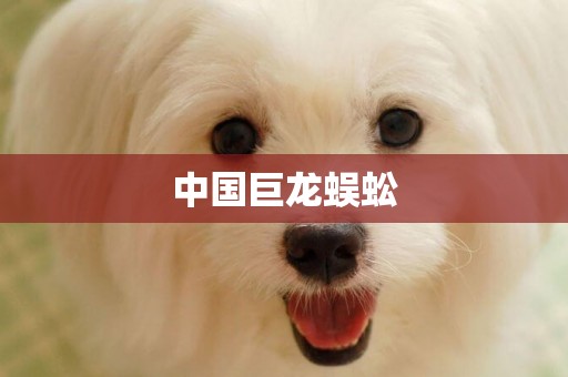中國巨龍蜈蚣