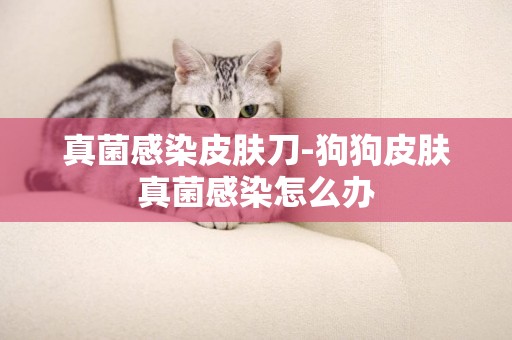 真菌感染皮膚刀-狗狗皮膚真菌感染怎么辦