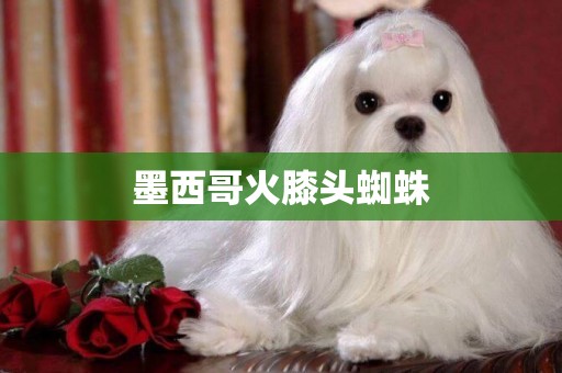 墨西哥火膝頭蜘蛛