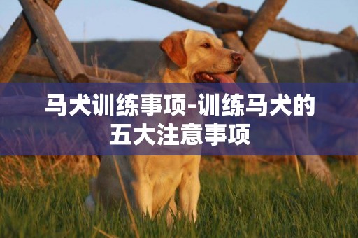 馬犬訓練事項-訓練馬犬的五大注意事項